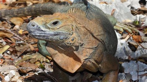 Changing Attitudes for Jamaican Iguana Conservation | San Diego Zoo Institute for Conservation ...