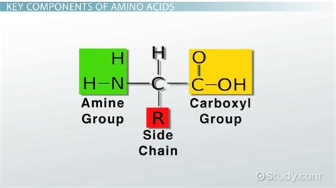 31+ Peptide Bond Diagram - LeonesseBethann