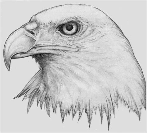 Rules of the Jungle: Printable Pictures of Bald Eagle