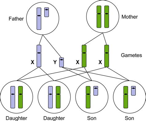 X And Y Chromosomes Chart