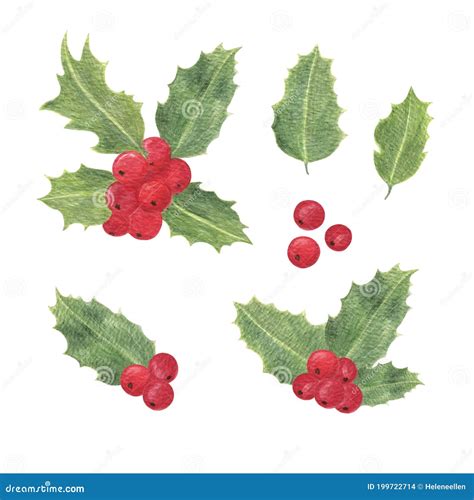 Holly Plant, Red Berries, Traditional Winter Holidays Watercolor Illustration, Leaves and ...