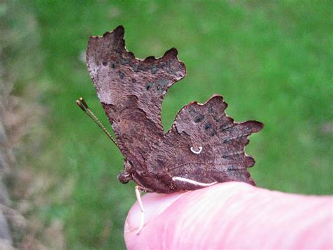 Martin's Moths: Moth balls