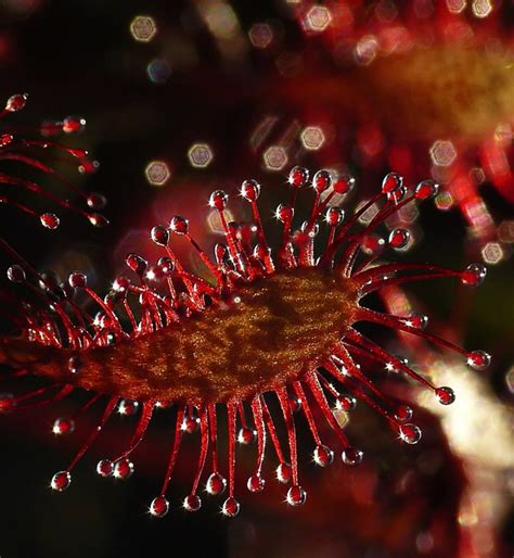 Sundew Carnivorous Plant - Free photo on Pixabay - Pixabay