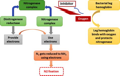 Mechanism of nitrogen fixation bio-catalyzed by nitrogenase enzyme. The ...