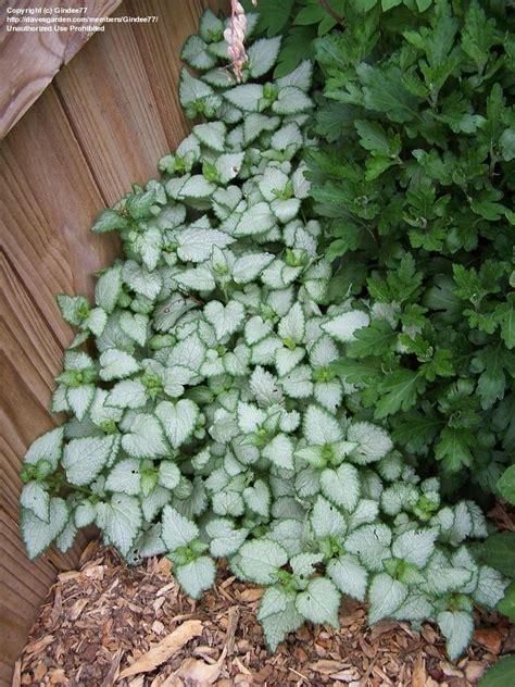 PlantFiles Pictures: Spotted Dead Nettle 'White Nancy' (Lamium maculatum), 1 by Gindee77