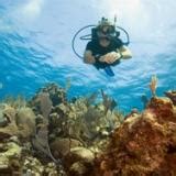 Aware: Coral Reef Conservation @ Snippy's Snaps Diving - Snippy's Snaps Diving - DiveSnippy