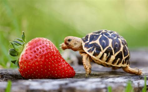 Meet Tiny Tim - The Tiniest Tortoise | Australian Reptile Park