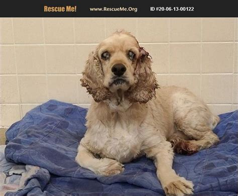 ADOPT 20061300122 ~ Clumber Spaniel Rescue ~ Phoenix, AZ