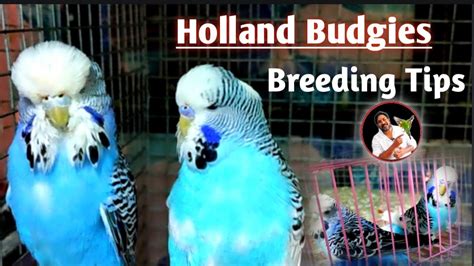 Holland Budgies Breeding Tips // how to breed holland budgies parrot ...