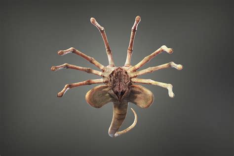 ArtStation - Aliens facehugger