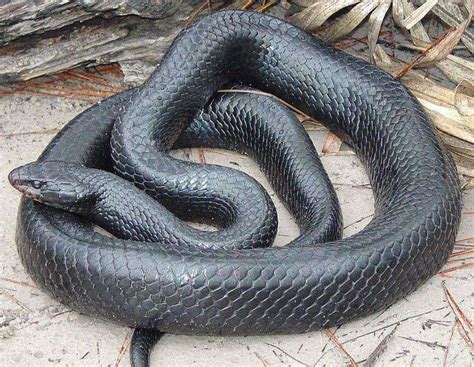 30+ Interesting Blue and Black Snakes (14 are Venomous)