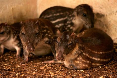 The Lowland Paca Cuniculus Paca Stock Photo - Image of fauna, species: 197715590