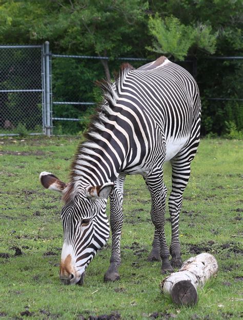 Edmonton Valley Zoo Trips – Crooked Paths