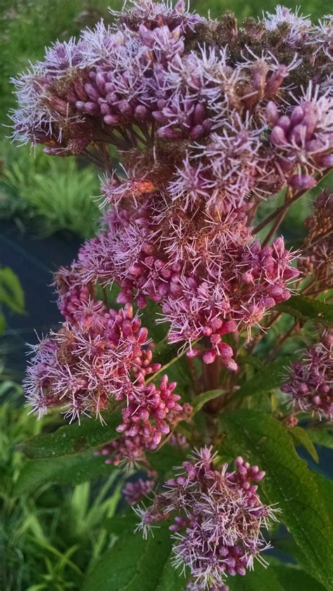 Eupatorium maculatum – Joe-Pye Weed (per oz) | Michigan Wildflower Farm