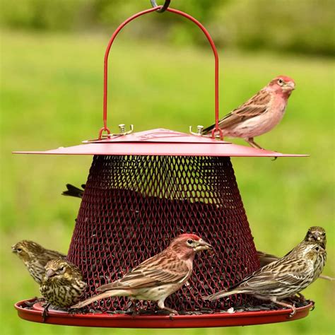 5 Best Cardinal Bird Feeders Worth the Money (2021) | World Birds in ...