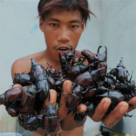 Farmer Man Catch and Eating Dung Beetle Soup Delicious | Farmer Man Catch and Eating Dung Beetle ...