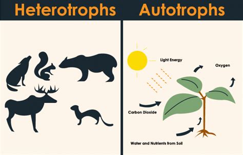 What are Autotrophs and Heterotrophs? - Difference, Characteristics