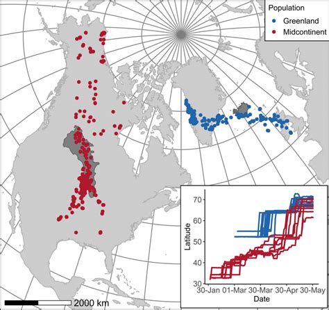 Migration locations of 10 North American midcontinent (red) and 25 ...