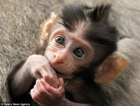 Ouch! Newborn monkey gives a painful looking tug on mum but he's just too cute for her to be ...