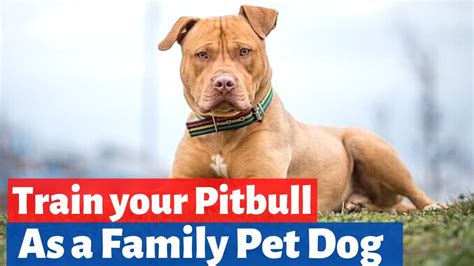 How to Train your Pitbull dog to be a Good Family pet? EASY Pitbull ...