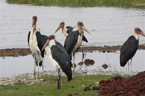 Our Vacation in Ethiopia 2010: Lake Hawassa