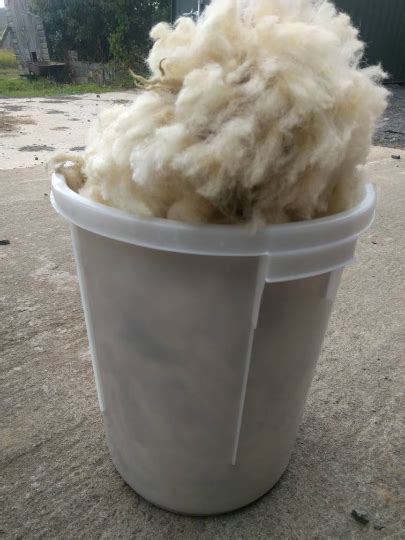 Shetland cross Cheviot Fleece - Raw Greasy Fleece - Sheep Unique