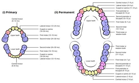 Child and Adult Dentition (Teeth) - Structure - Primary - Permanent ...