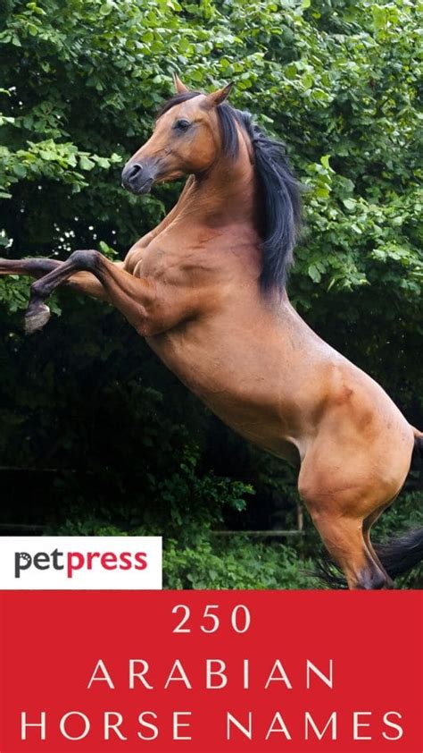 Best 250 Arabian Horse Names and Their Meanings - PetPress