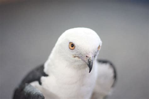 The Swallow-Tailed Kite - One of the Coolest Birds on the Planet