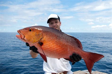 Pargo Rojo Foto de archivo - Imagen: 33854150