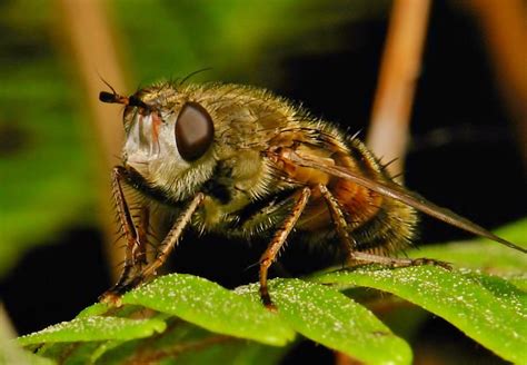 Tachinid Fly (Tachina sp., Tachinidae) | Larvae (maggots) of… | Flickr