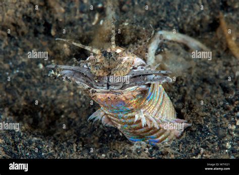 Eunice aphroditois hi-res stock photography and images - Alamy