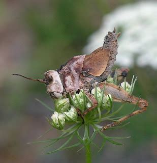 Nature in the Ozarks: Fungus Kills Grasshoppers