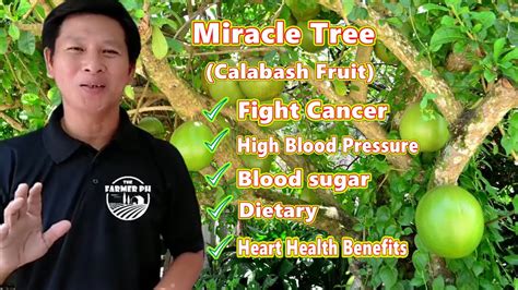 Calabash Fruit Lunas sa Maraming Klase ng Sakit | Miracle Fruit Juice ...