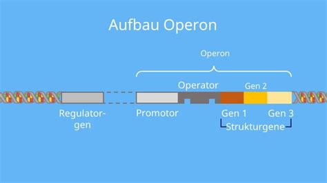 Genregulation Abiwissen • Operonmodell, lac- und trp-Operon · [mit Video]