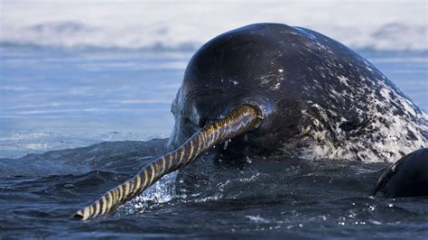 Narwhal - The Unicorn Of The Sea / Documentary - YouTube