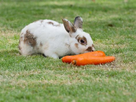 Rabbit Treats: What is Safe To Give Them » Petsoid