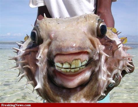 www.stevenderks.com | Weird sea creatures, Ocean creatures, Deep sea creatures