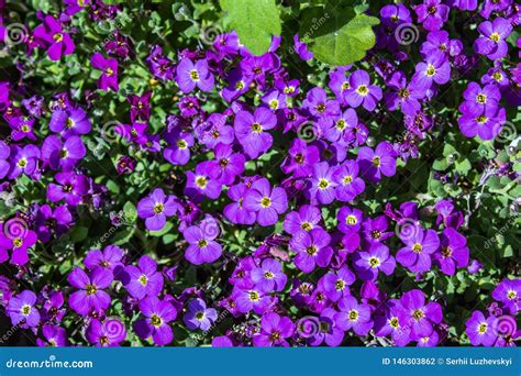 Aubretia or Aubrieta Low Spreading Hardy Evergreen Perennial Flowering Plants with Multiple ...