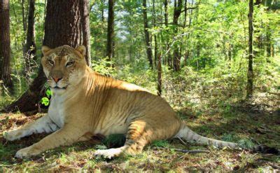 Lions, Tigers And Ligers, Oh My! | Radio Boston