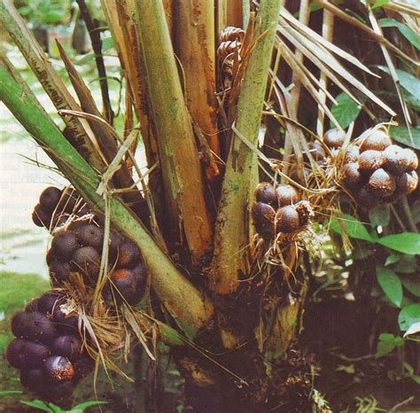 Bali Indonesia Holiday Travels: Salak Bali a Unique Taste of Snake Fruit