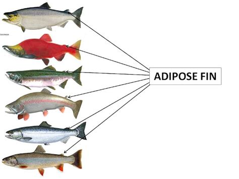 Nature in a Nutshell: Tracking Hidden Lake & Kokanee Otolith Removal