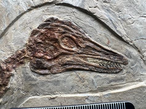 Anchiornis fossil - Is It Real? How to Recognize Fossil Fabrications ...