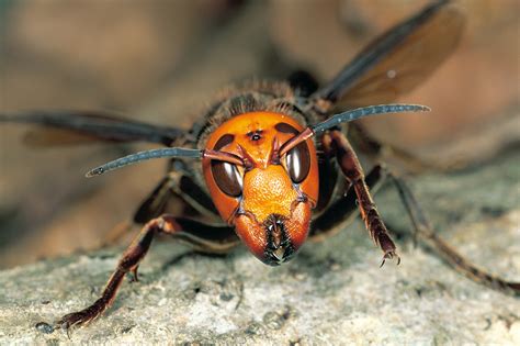 Asian Giant Hornet: Size, Sting, Nest & More Information