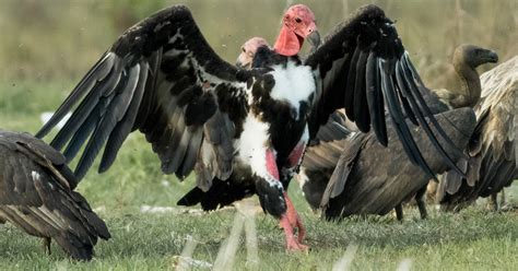 Red-headed Vulture - Sam Veasna Conservation Tours