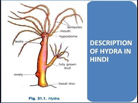 Hydra Anatomy