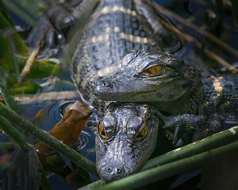 Cute Baby Alligators Photograph by Mark Andrew Thomas | Fine Art America