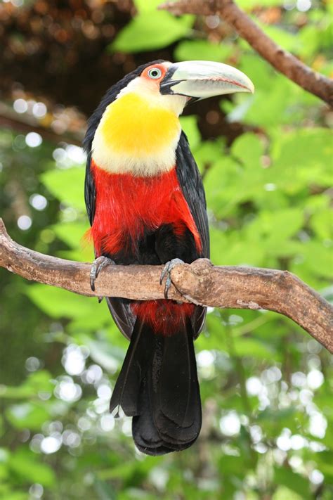 Toucan in El Parque de Aves, Iguassu, Brazil | Birds and the bees, Bird ...