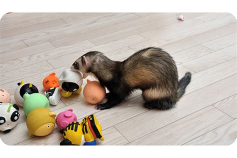 ferret safe chew toys - Convincing Web Log Lightbox