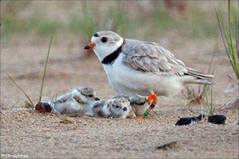 Piping plover breeding season has arrived, restricting activities on some beaches | SoutholdLOCAL